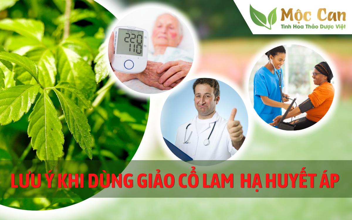 Lưu ý khi dùng giảo cổ lam hạ huyết áp 1
